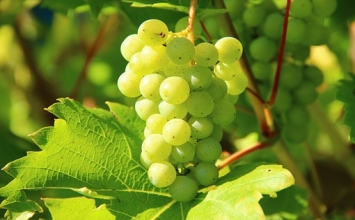 Phương thuốc bằng trái cây